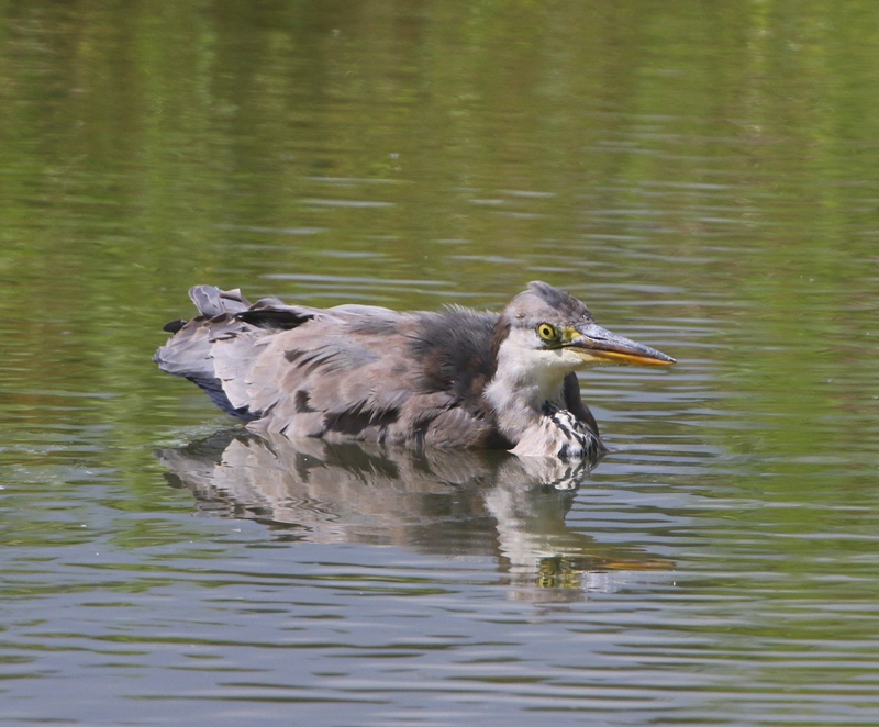 Blauwe Reiger - Grey Heron