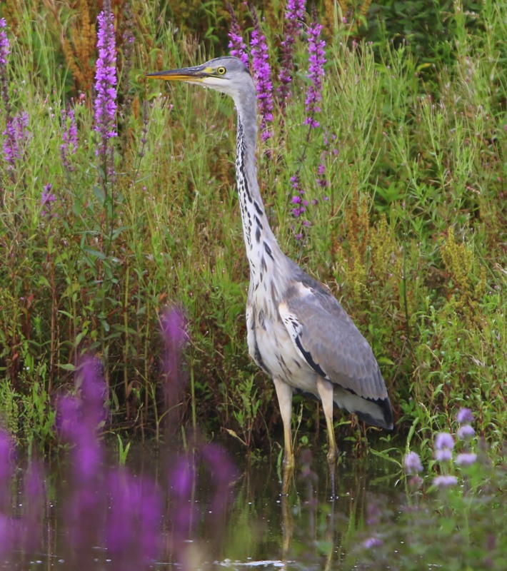 Blauwe Reiger - Grey Heron