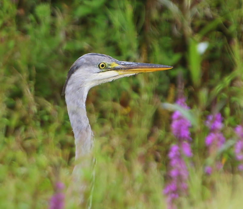 Blauwe Reiger - Grey Heron