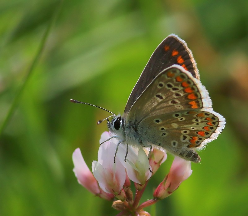 Bruin Blauwtje - Brown Argus