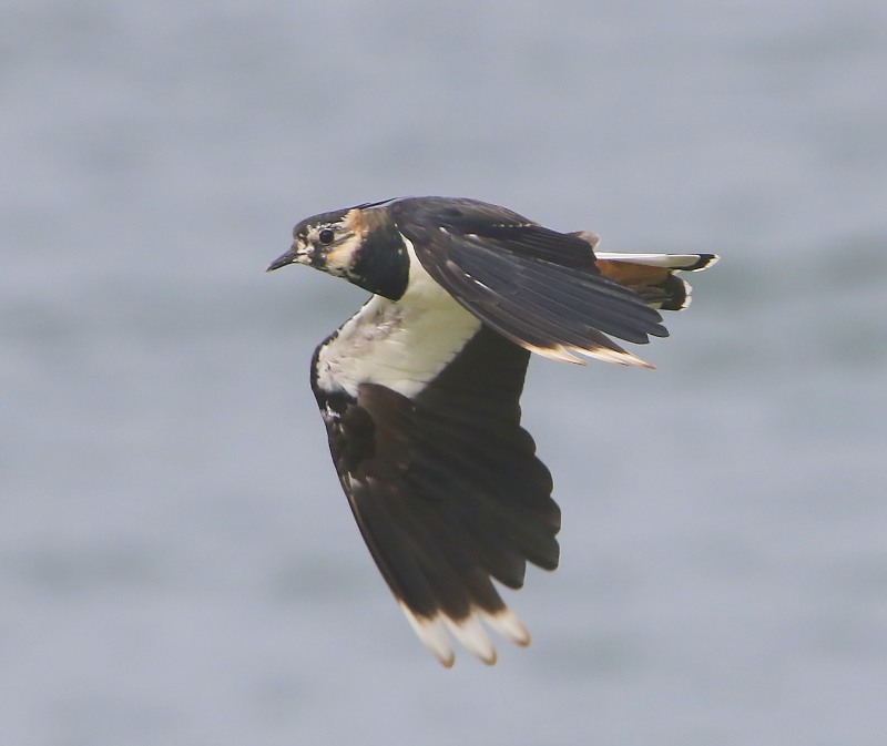 Kievit - Northern Lapwing