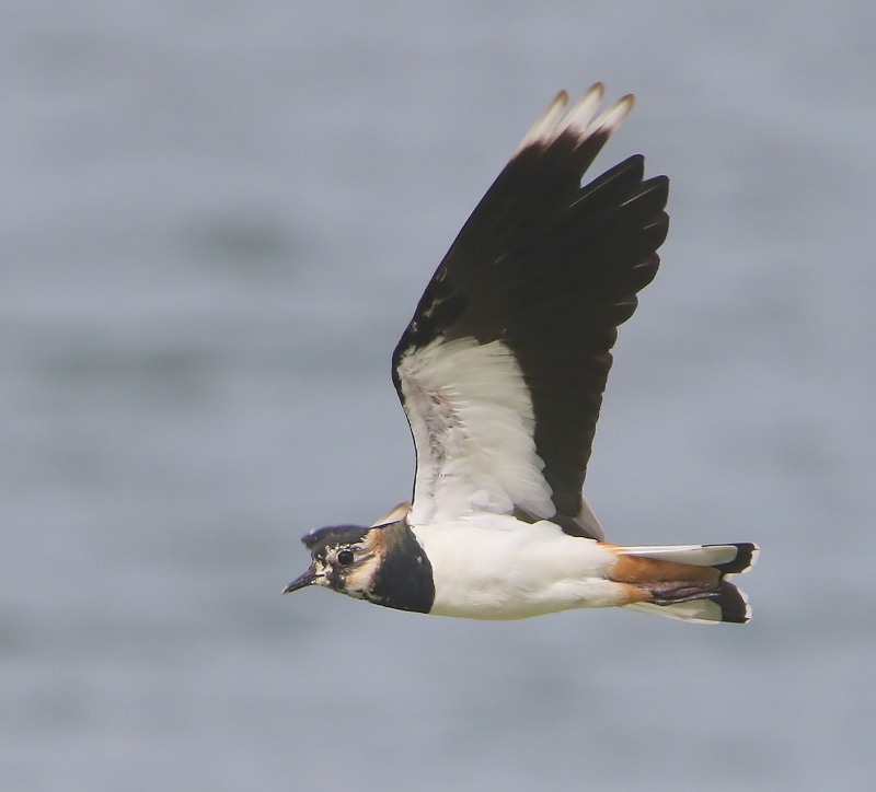 Kievit - Northern Lapwing