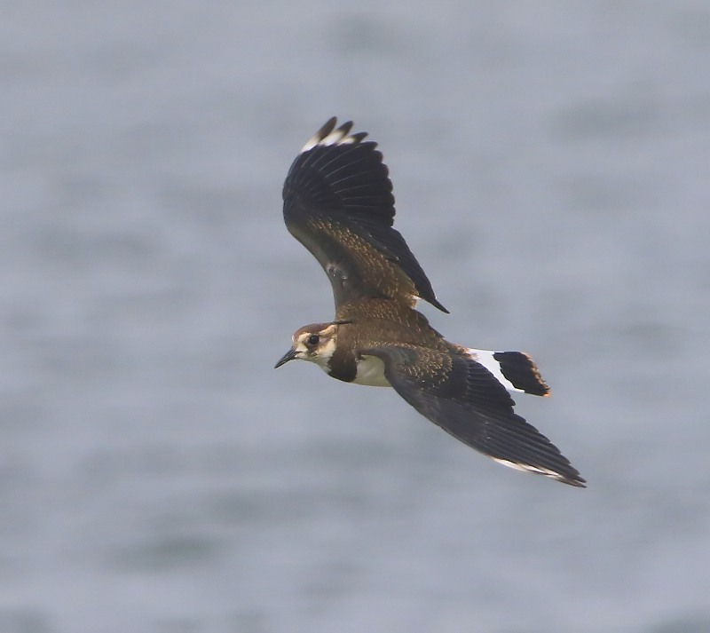 Kievit - Northern Lapwing
