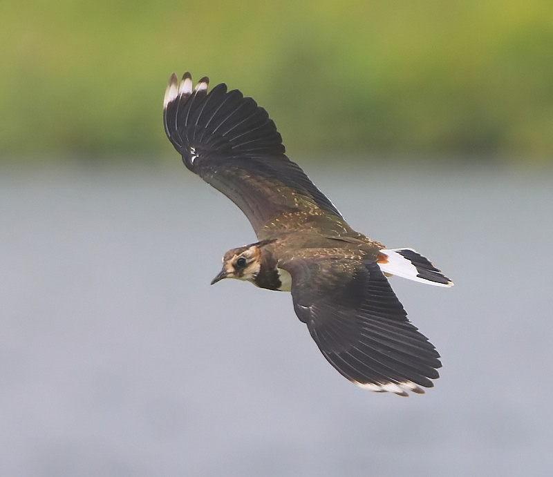 Kievit - Northern Lapwing