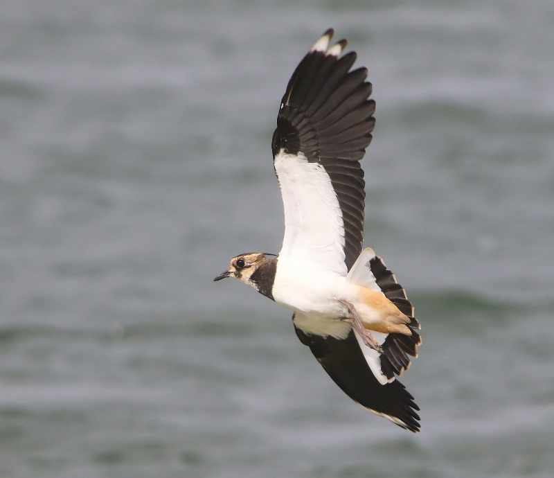 Kievit - Northern Lapwing