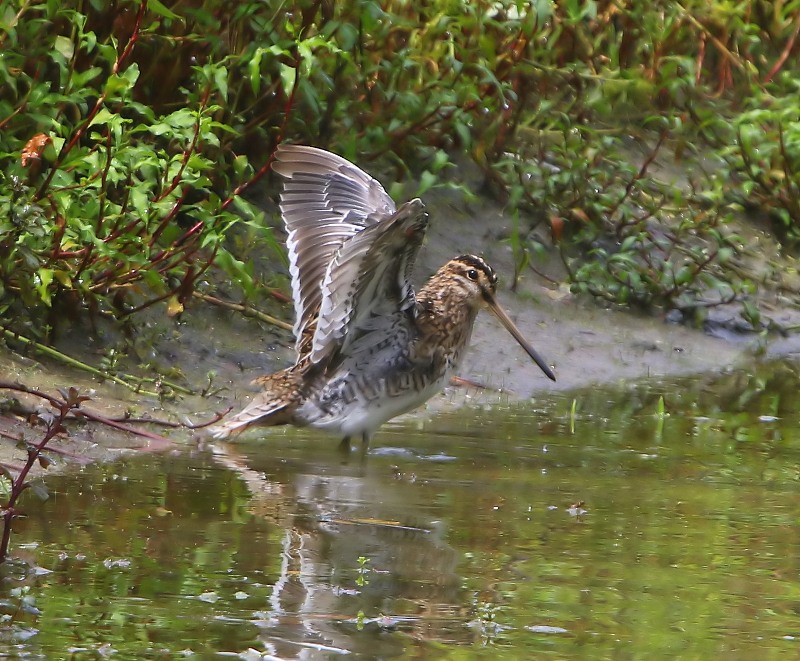 Watersnip - Common Snipe