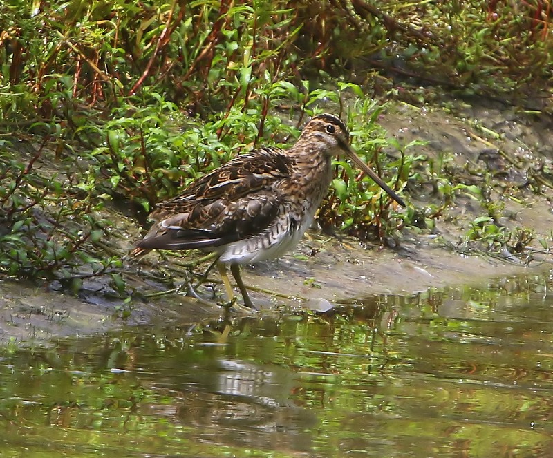 Watersnip - Common Snipe