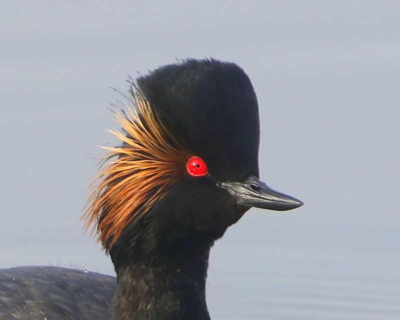 Geoorde Fuut - Black-necked Grebe