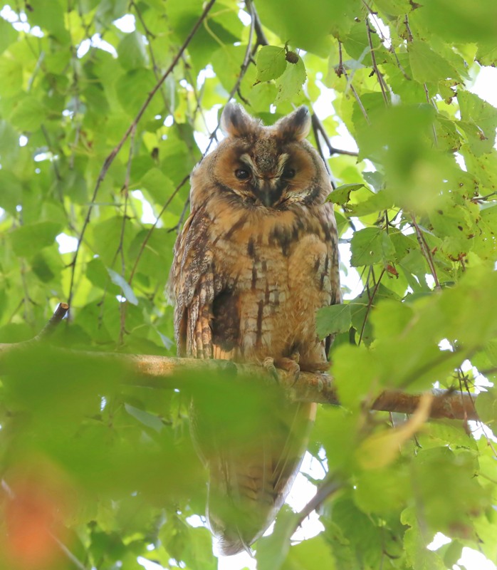 Ransuil - Long-eared Owl