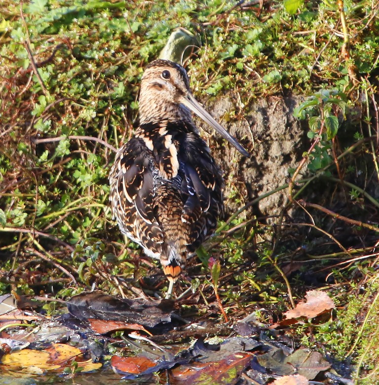 Watersnip - Common Snipe