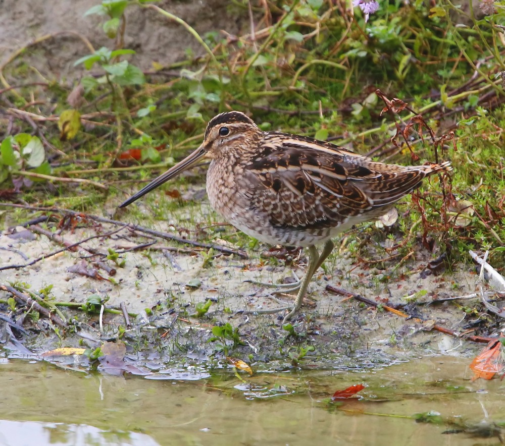 Watersnip - Common Snipe