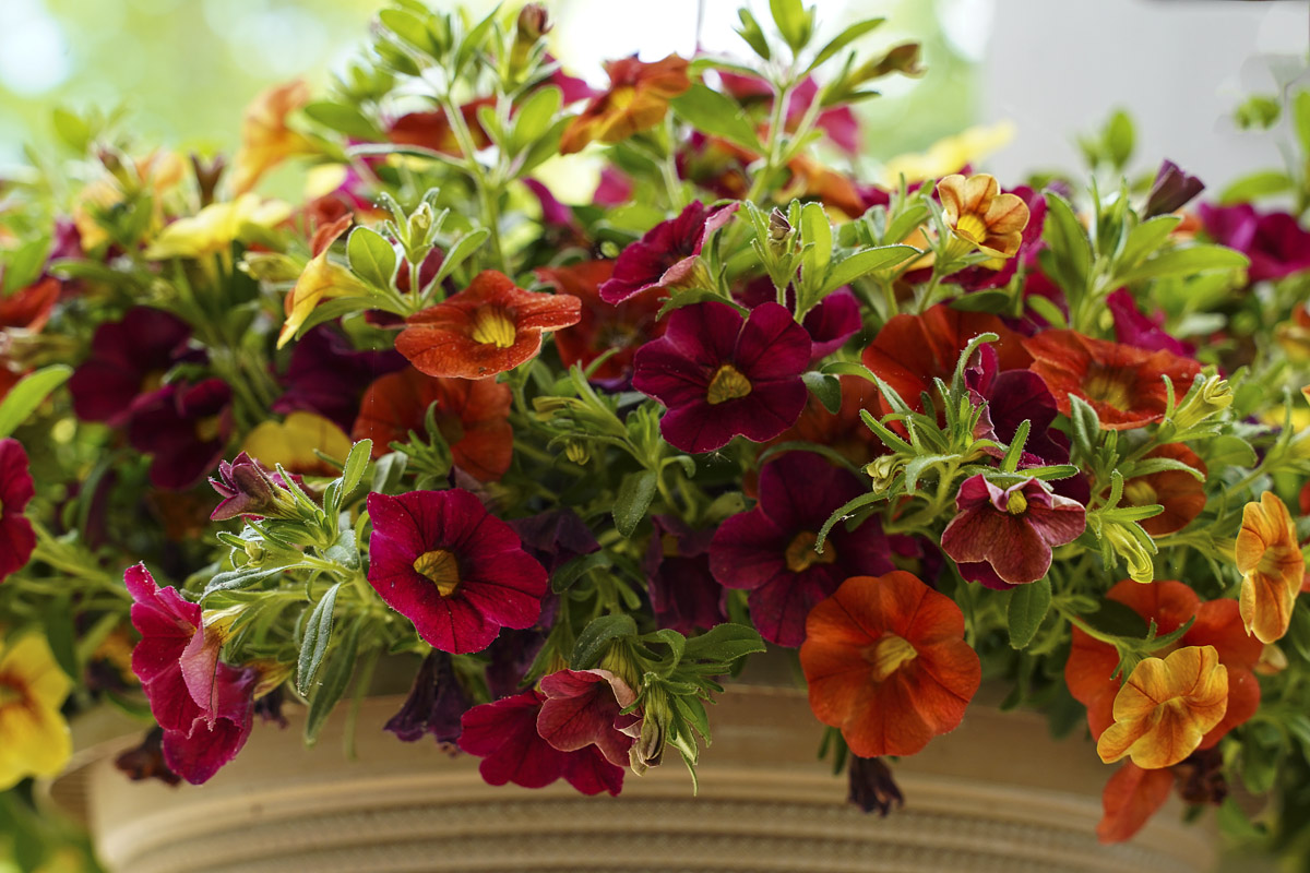 DSC05772 calibrachoa 