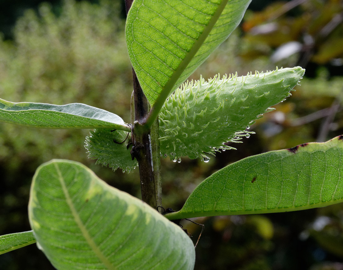 SRX08111 Milkweed Seed Pods are Fascinating