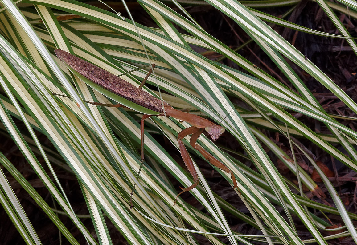 P8240056 Praying Mantis