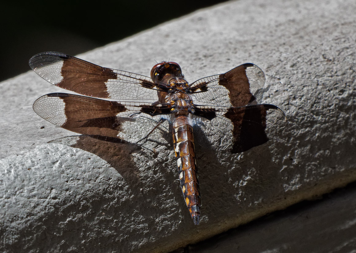 PZ280039DxO Whitetail Skimmer