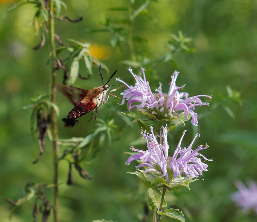 _7281834DxO Hummingbird Moth