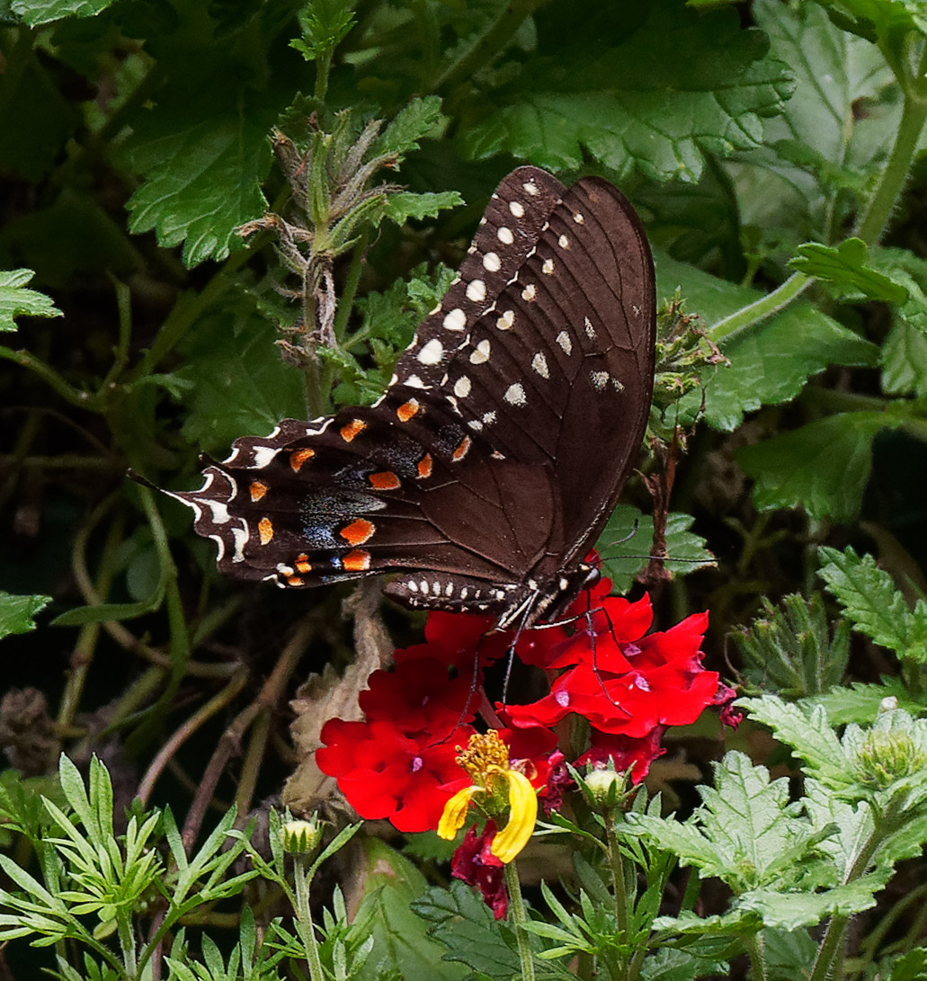 PZ100170DxO Black Swallowtail