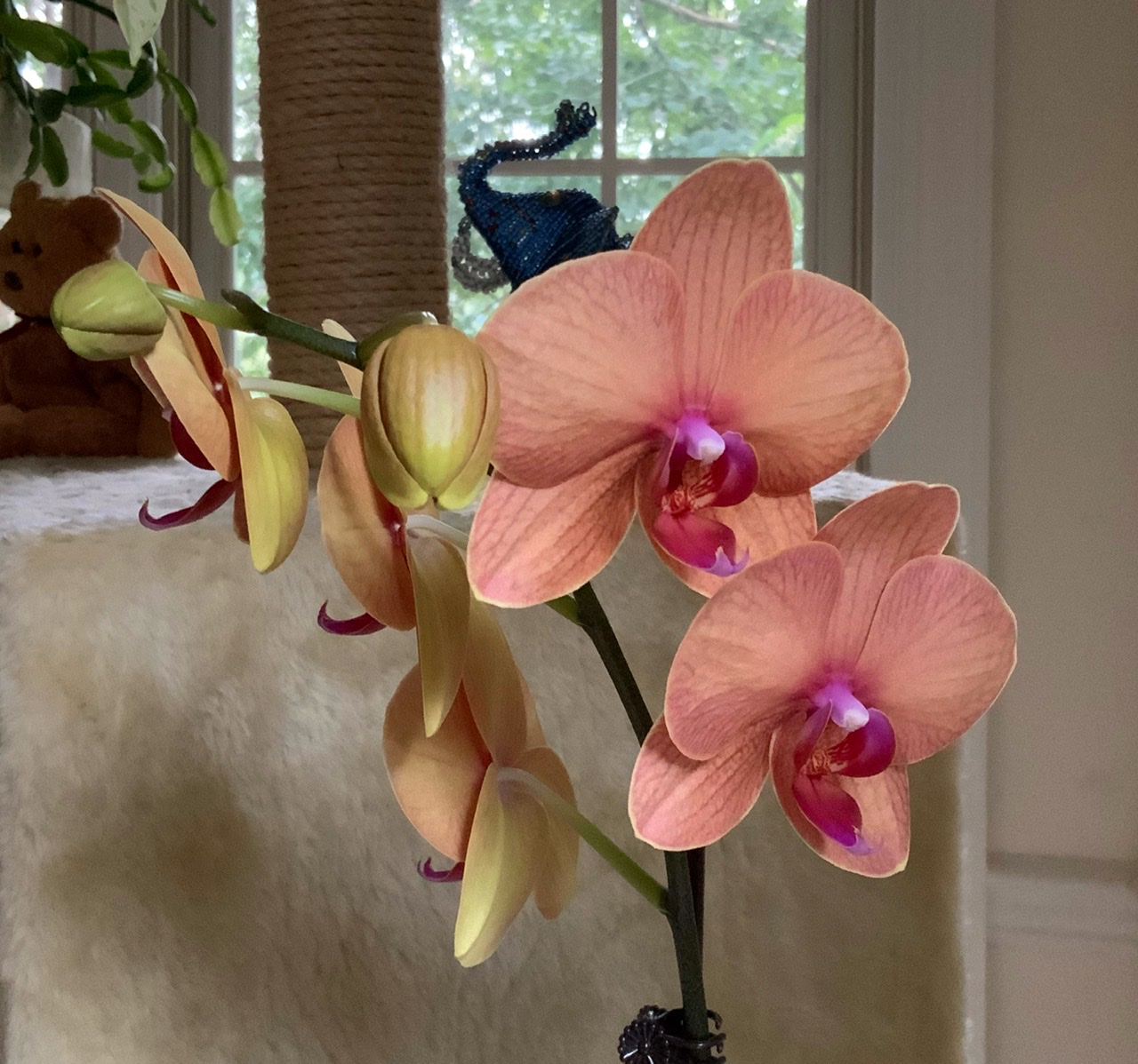 New Phalaenopsis Orchid