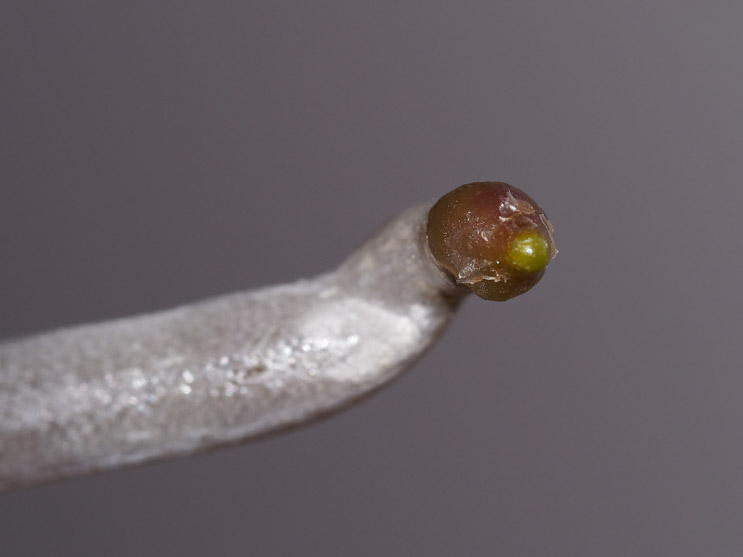 Bud?