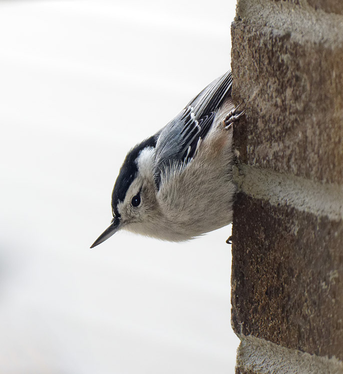 P1180937D Nuthatch