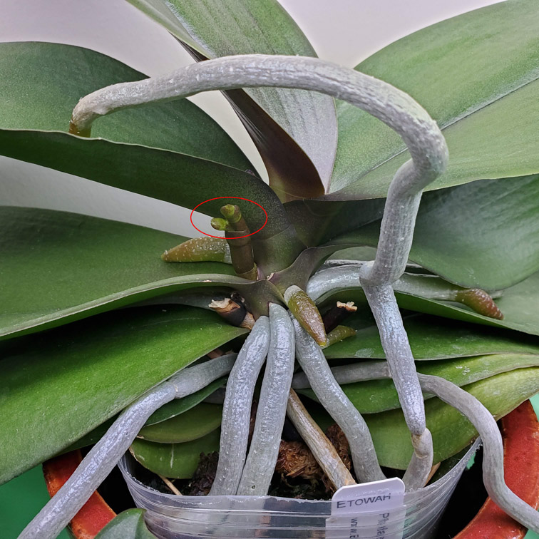 Twin Flower Spikes To Be?