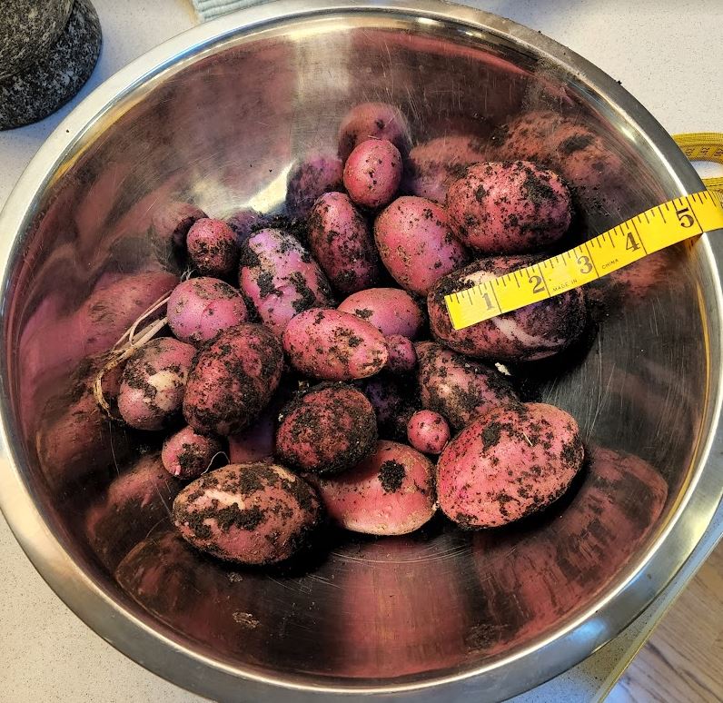 First Crop!