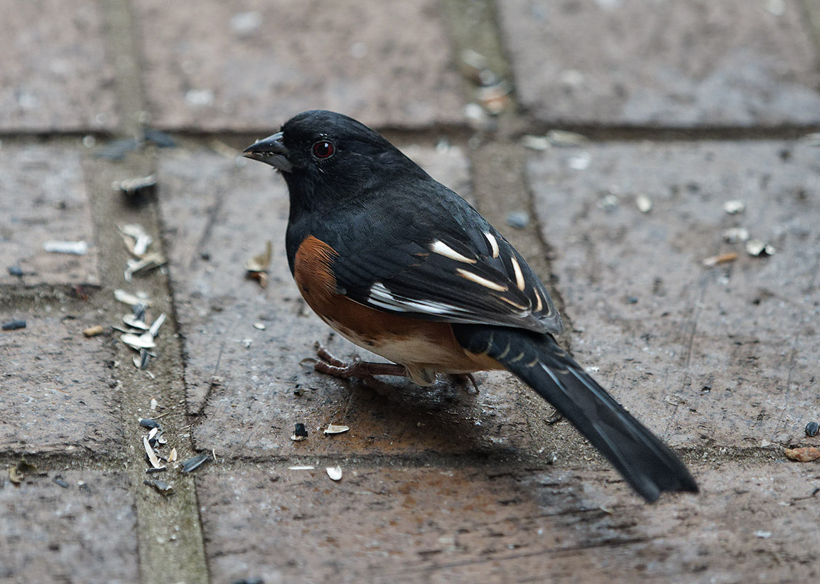 PC030047DxO Male Towhee