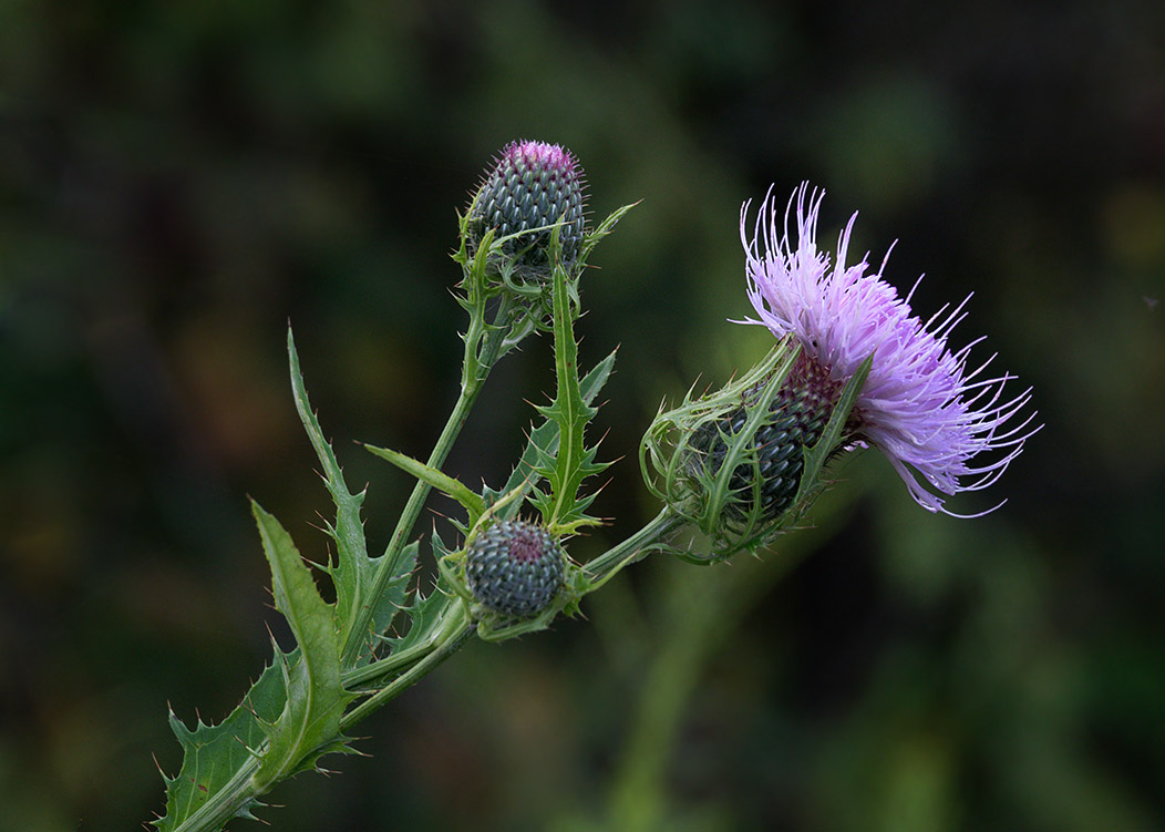 SRX09364DxO Thistle is so pretty