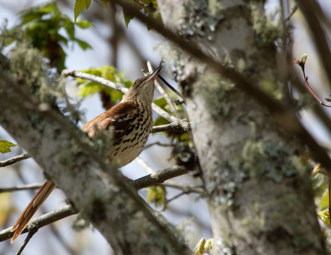 SRX00764DxO Brown Thrasher