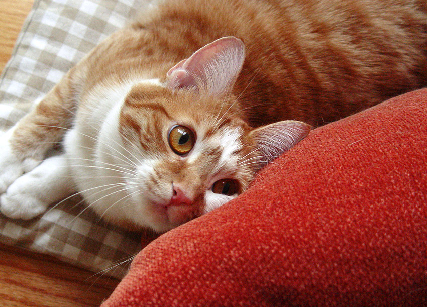 Sony-NoBaloney Captures Beegie