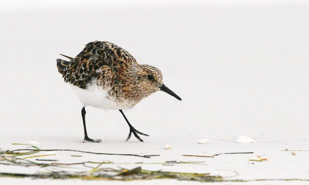 Sanderling 