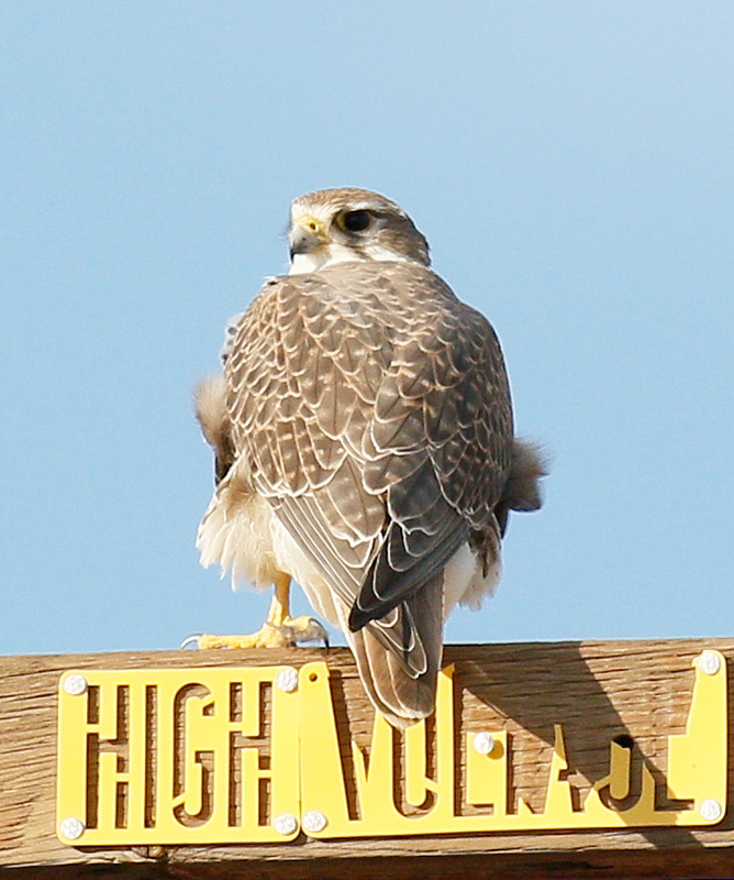 Prairie Falcon 