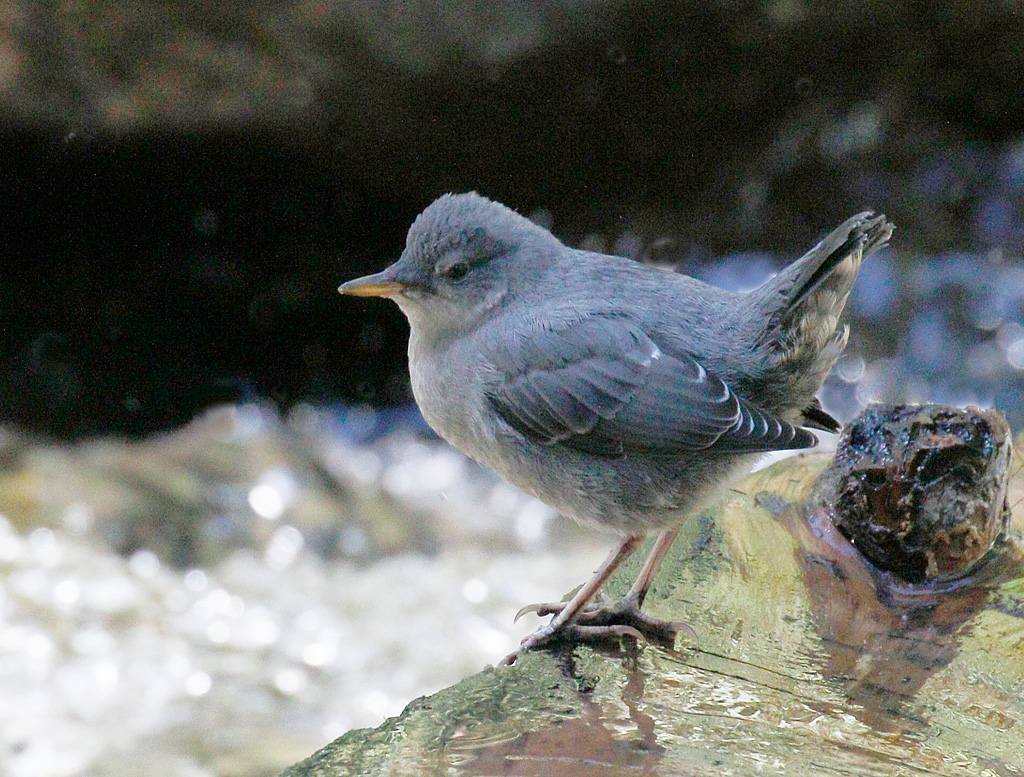American Dipper 