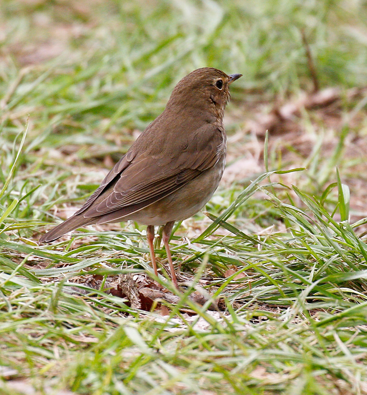 Swainsons Thrush