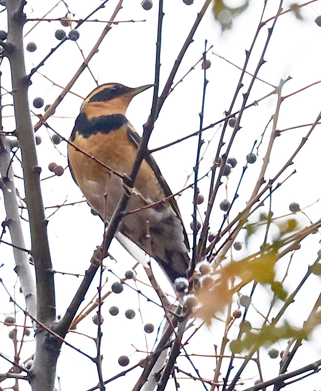 Varied Thrush 