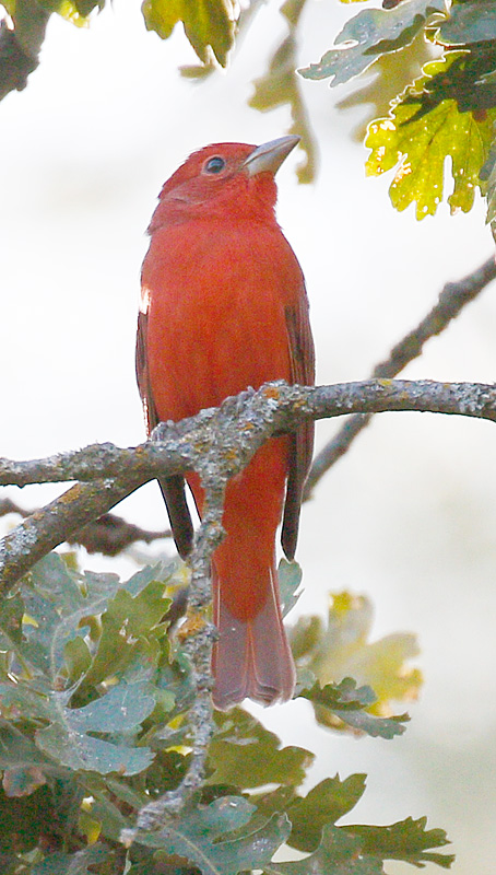 Summer Tanager 