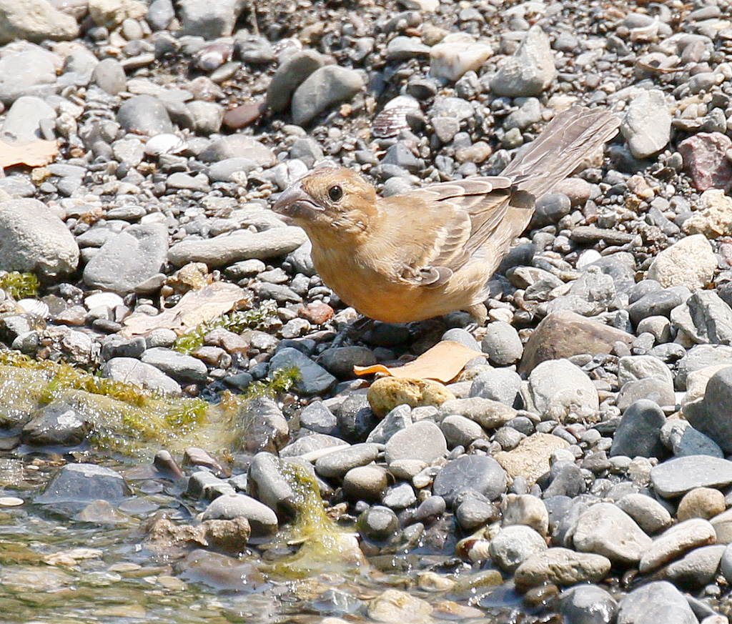 Blue Grosbeak 