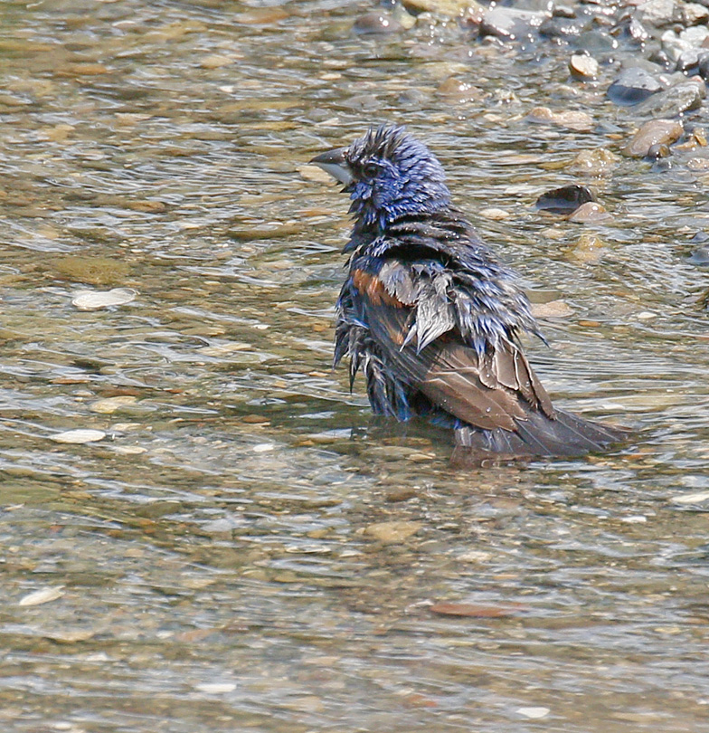 Blue Grosbeak