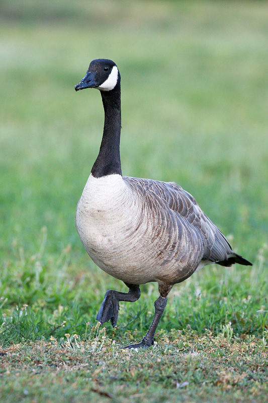 Canada Goose 