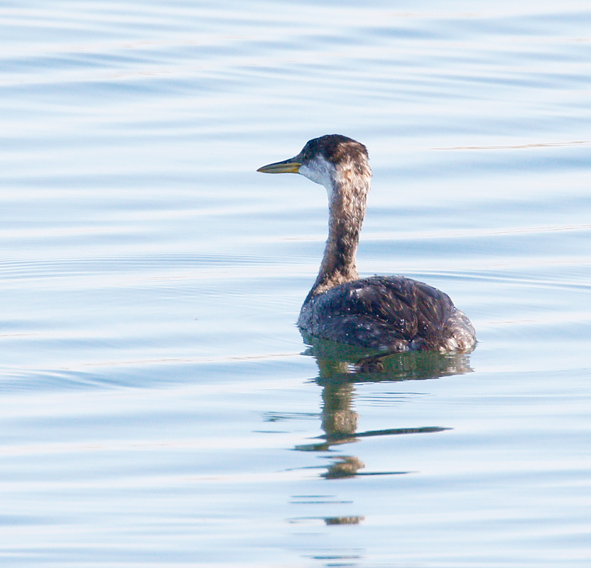 Red-necked Grebe 