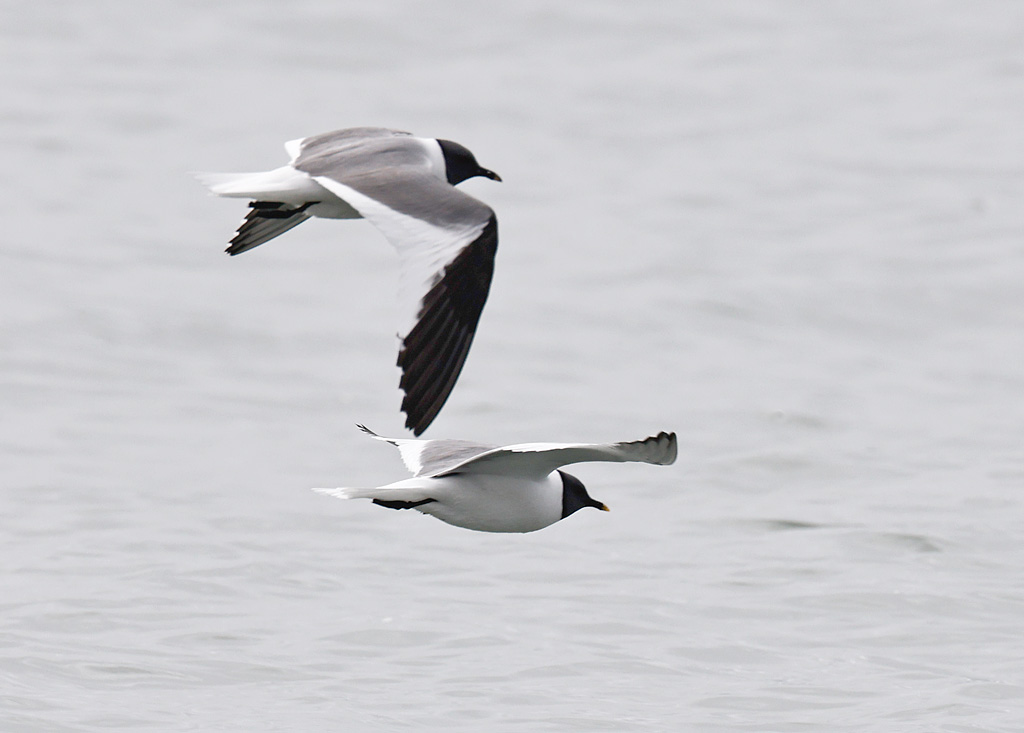 Sabines Gull Flight