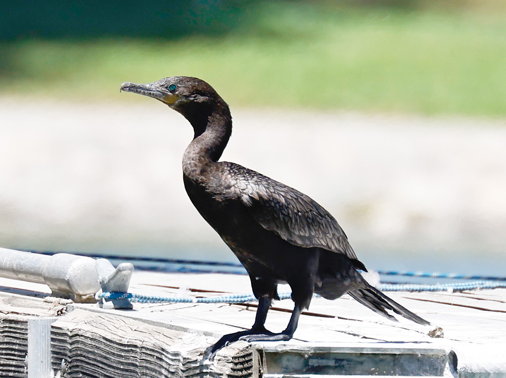 Neotropic Cormorant