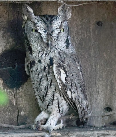 Western Screech Owl 