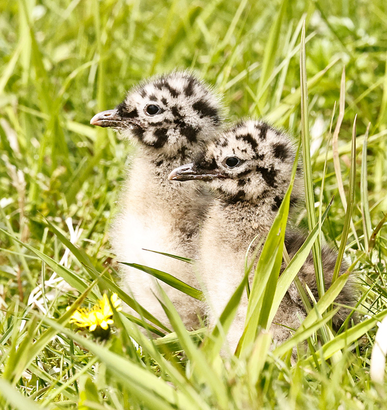 Short-billed Gull Chicks 