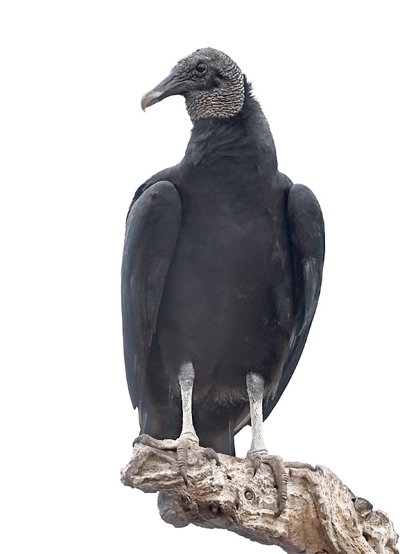 Black Vulture 