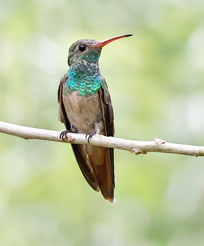 Buff-bellied Hummingbird 