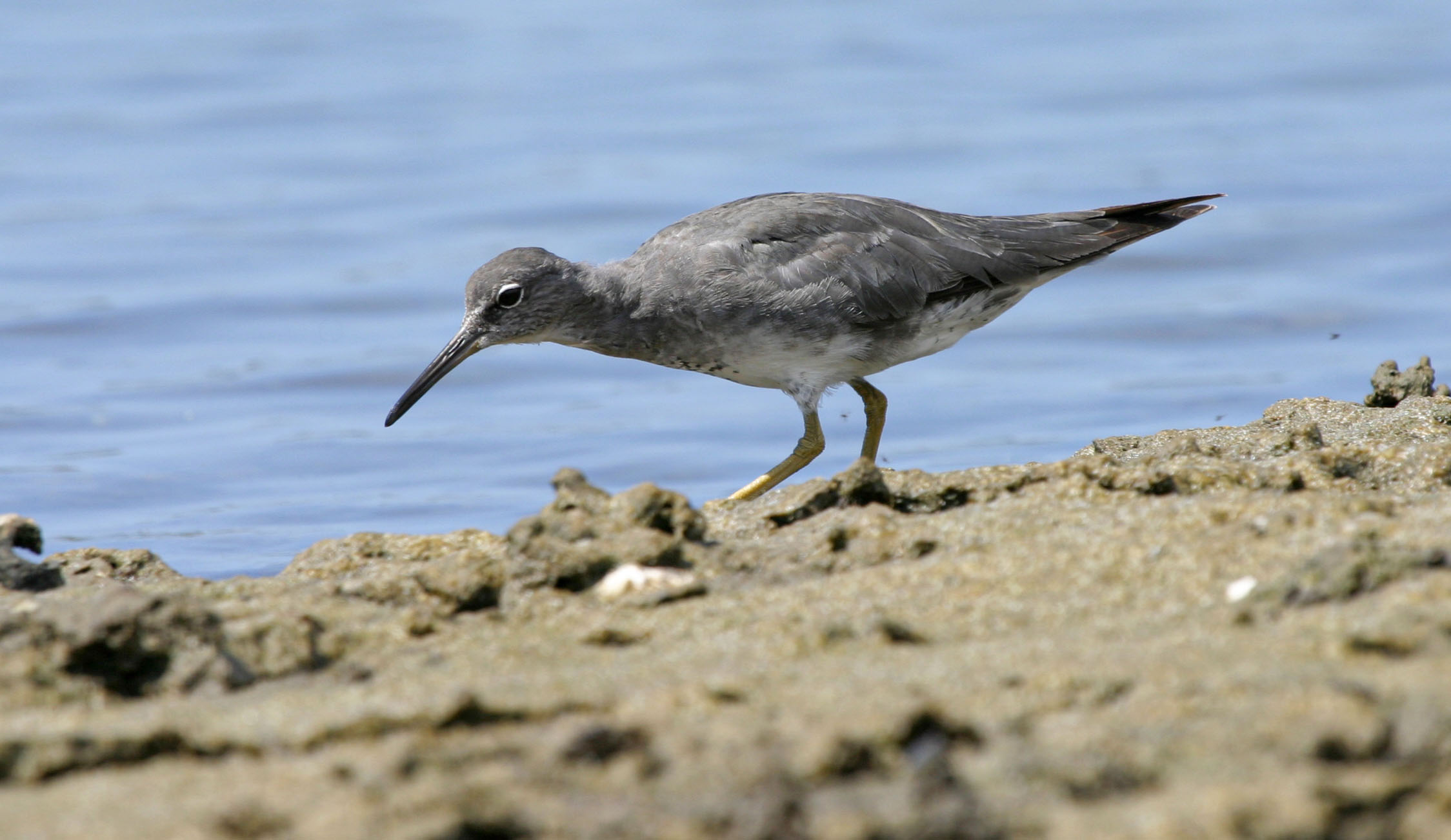 Wandering Tattler