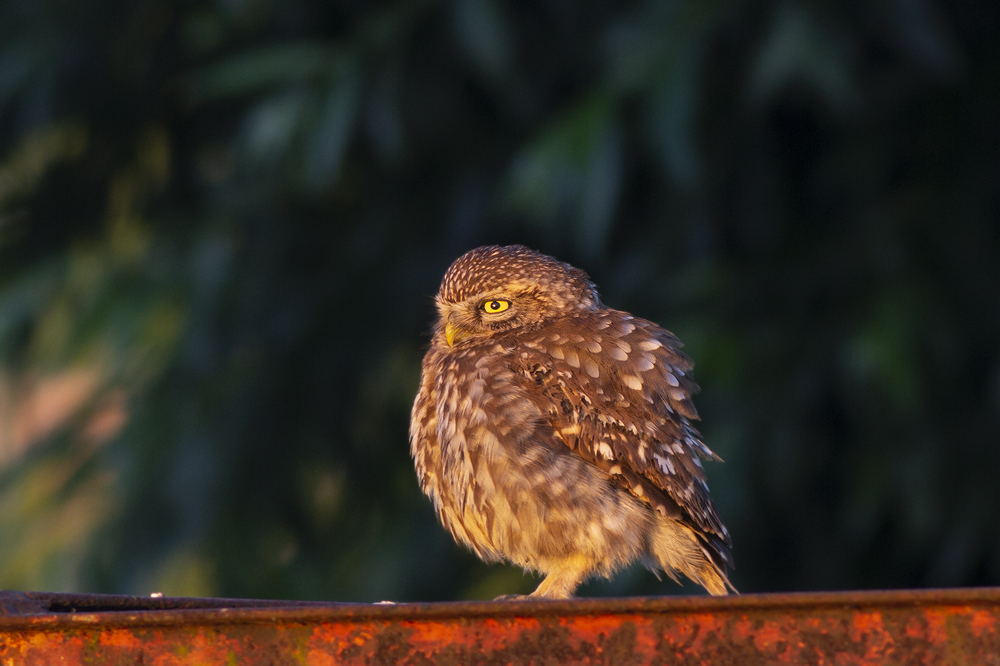 Little Owl / Steenuil