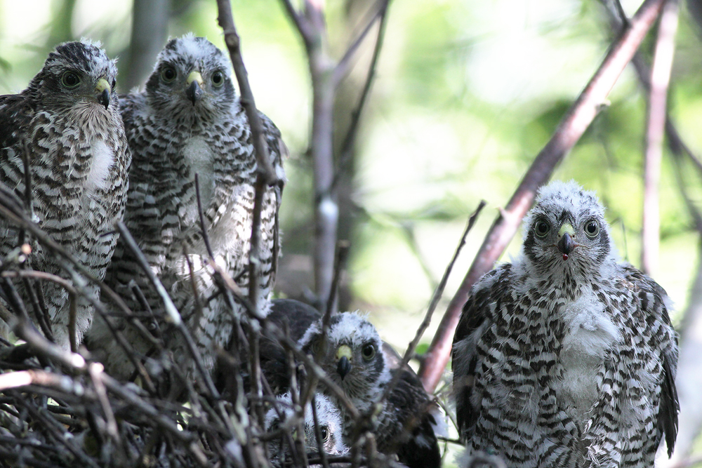 Eurasian Sparrowhawks / Sperwers