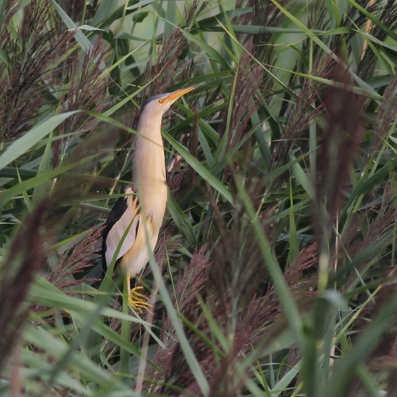 Little Bittern / Woudaapje